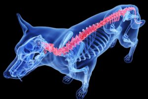 az illusztráción egy kutya röntgenképe látható, a gerincet vörösen színnel ábrázolja