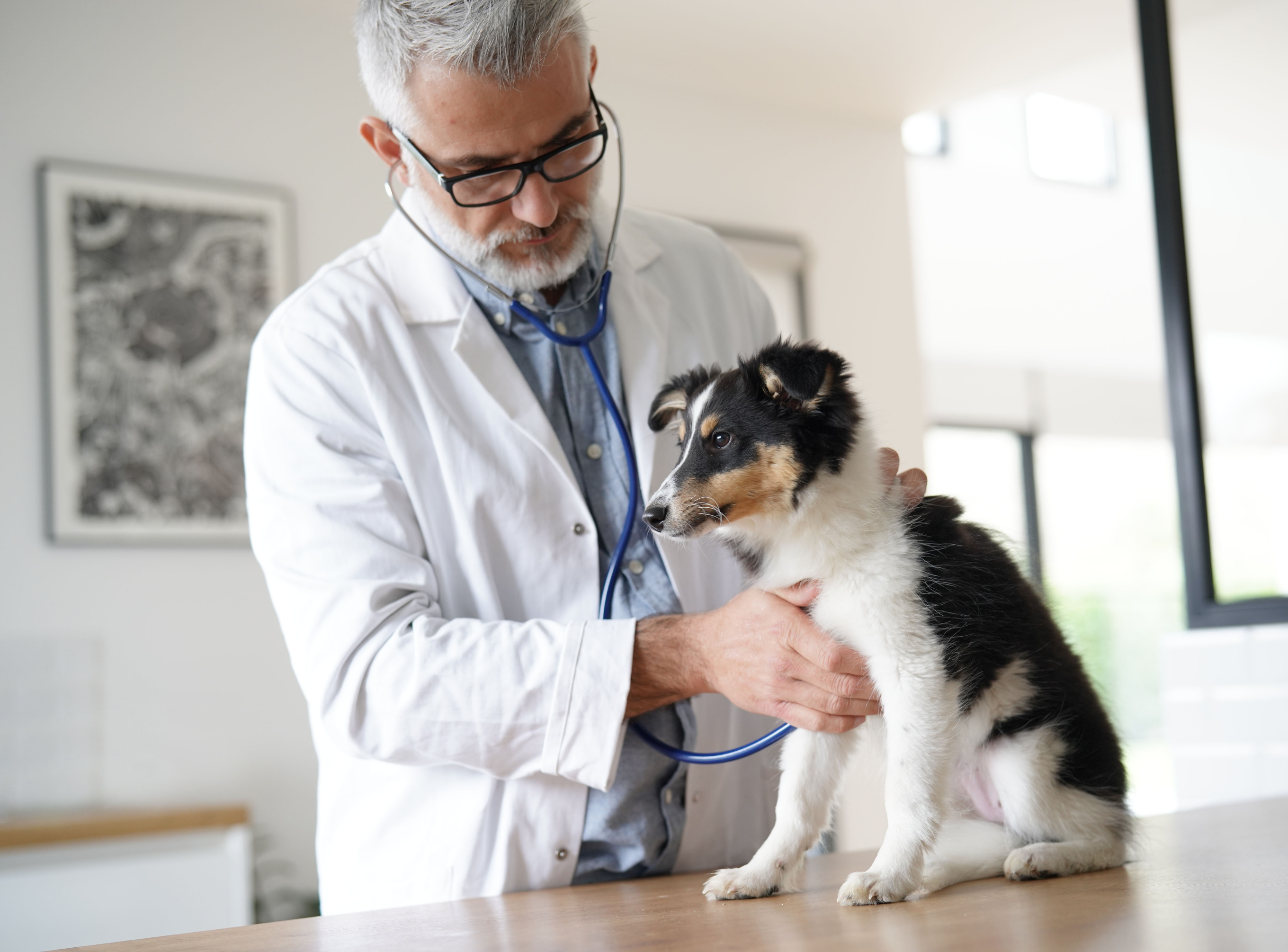 a fotón egy állatorvos vizsgál egy kistestű kutyát