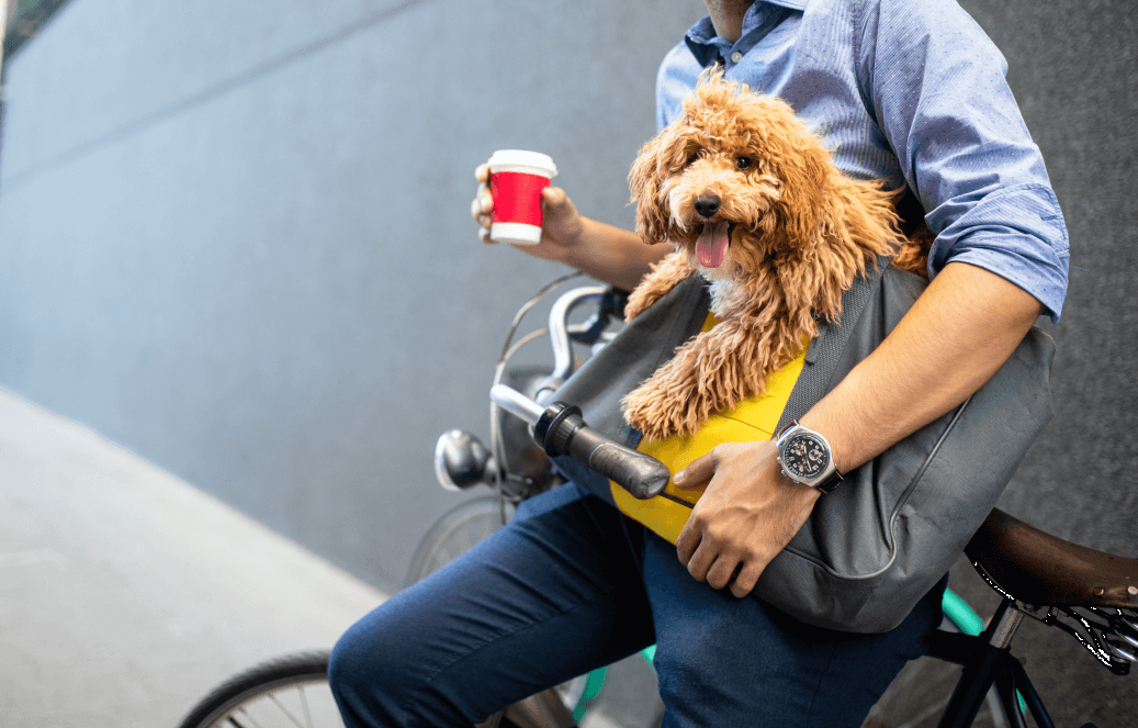 : a fotón egy gazdi látható, aki biciklijének támaszkodik, kezében oldaltáska, amelyben egy kistestű kutya nézelődik vidáman. A gazdi másik kezében kávéspoharat tart.