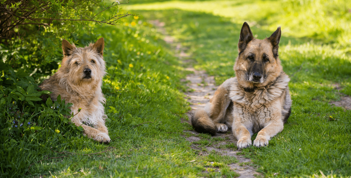 a fotón egy keverék és egy németjuhász kutya fekszik egymás mellett a füvön.]