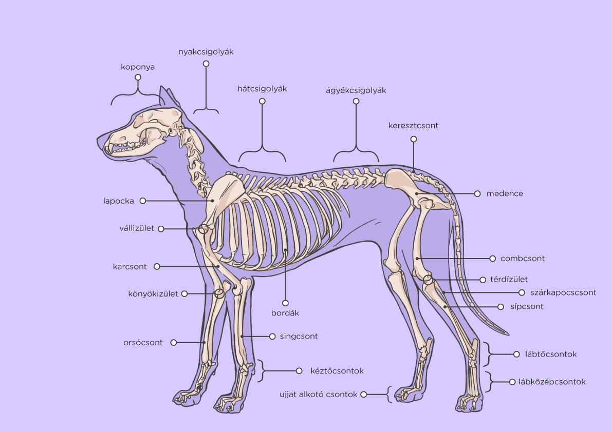 a 2. ábra illusztrációja a kutya csontvázát mutatja be. A főbb csontok a rajzon szereplő feliratok szerint: koponya, nyakcsigolyák, hátcsigolyák, ágyékcsigolyák, keresztcsont, medence, lapocka, vállízület, bordák. A kutya mellső lábában karcsont, könyökízület, orsócsont, singcsont és kéztőcsontok találhatóak, míg a hátsó lábában combcsont, térdízület, sípcsont, lábtőcsontok és lábközépcsontok. Az első és a hátsó végtagoknál egyaránt ujjat alkotó csontokról beszélünk