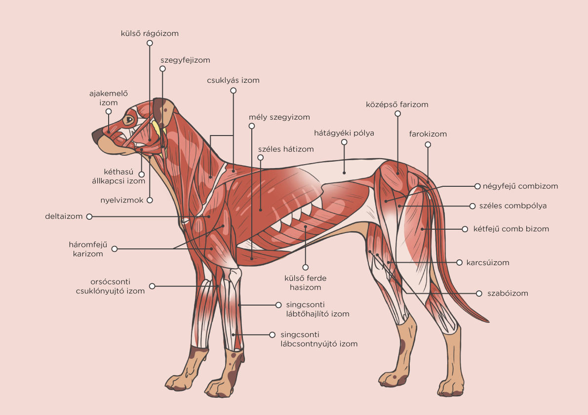 a 4. ábra illusztrációja a kutya izomzatát mutatja be. A rajzon szereplő izmok a következők: ajakemelő izom, külső rágóizom, kéthasú állkapcsi izom, nyelvizmok, szegyfejizom, csuklyás izom, mély szegyizom, széles hátizom, hátágyéki pólya, középső farizom, farokizom, deltaizom, háromfejű karizom, orsócsonti csuklónyújtó izom, külső ferde hasizom, singcsonti lábtőhajlító izom, singcsonti lábcsontnyújtó izom, négyfejű combizom, széles combpólya, kétfejű combizom, karcsúizom, szabóizom.