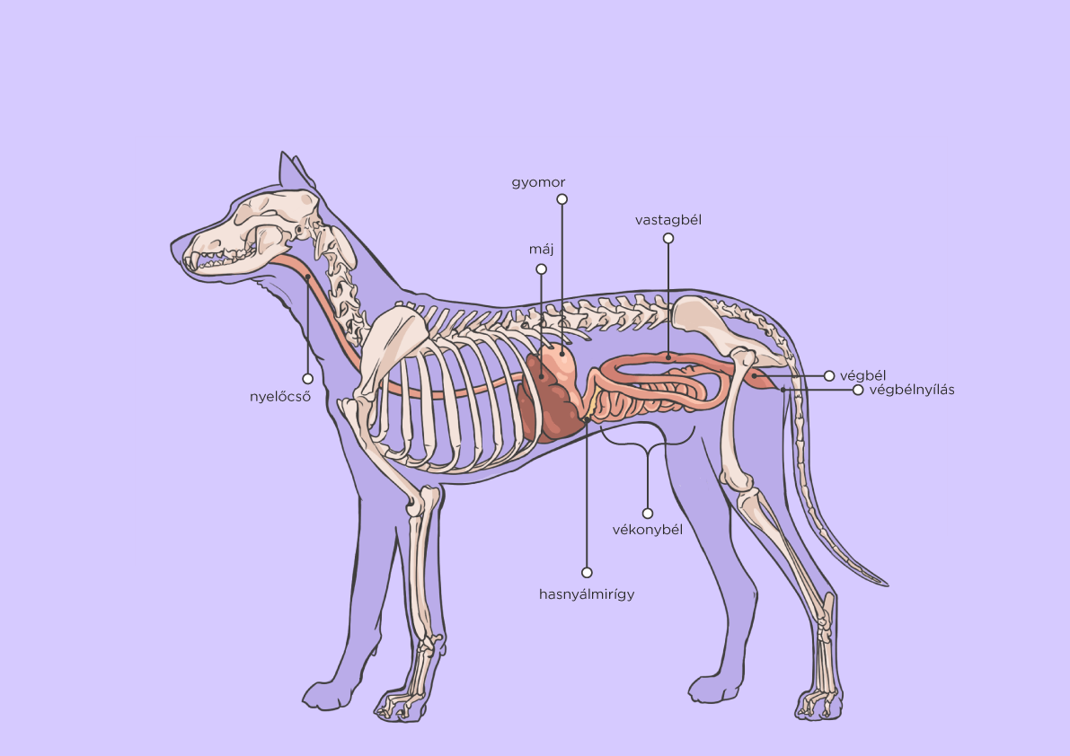 az 5. ábra illusztrációja a kutya emésztőrendszerét mutatja be. Részei: nyelőcső, gyomor, hasnyálmirigy, máj, vékonybél, vastagbél, végbél, végbélnyílás.