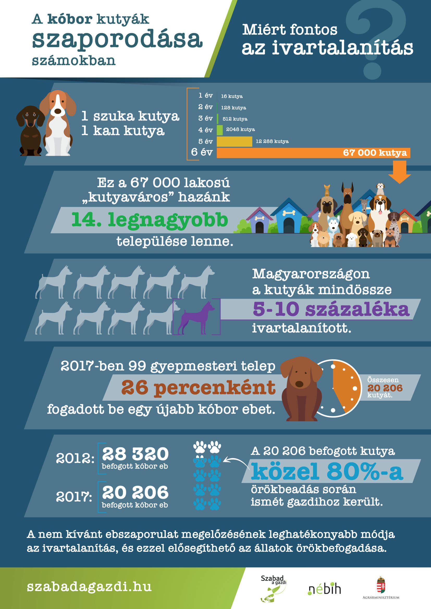 a 6. ábrán látható infografika a kóbor kutyák szaporodását mutatja be számok segítségével. Címe: Miért fontos az ivartalanítás? Az infografikán a következő számadatok szerepelnek: - 1 kan kutya és 1 szuka kutya párosodásának következményeként 6 év alatt 67 ezer egyed születhet. - A 67 ezer egyed ugyanakkora lélekszám, mint hazánk 14. legnagyobb településének lakosságszáma. - Magyarországon a kutyáknak mindössze 5-10%-a van ivartalanítva. - 2017-ben a hazai 99 gyepmesteri telep 26 percenként fogadott be egy újabb kóbor ebet. - A 2012-ben befogott kóbor ebek száma 28 ezer 320 volt, 2017-ben pedig 20 ezer 206. - 2017-ben a befogott kóbor ebek közel 80%-a került gazdihoz. - A nem kívánt ebszaporulat megelőzésének leghatékonyabb és általunk ismert leghumánusabb módja az ivartalanítás.