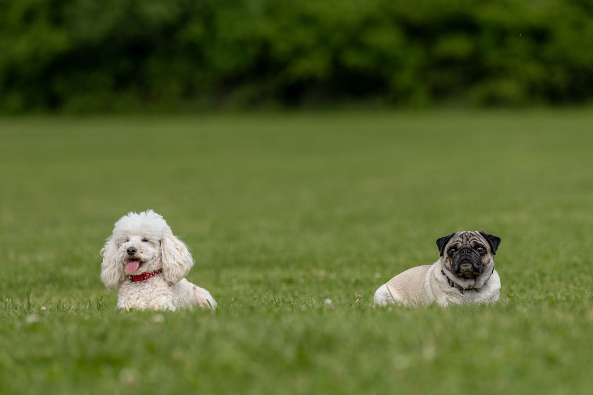 a fotón két kistestű kutyát látunk, akik egy füves mezőn fekszenek