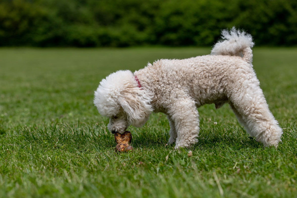 a fotón egy világos szőrű kutya, valószínűleg uszkár, a fűben talált ételmaradékot szagolgatja