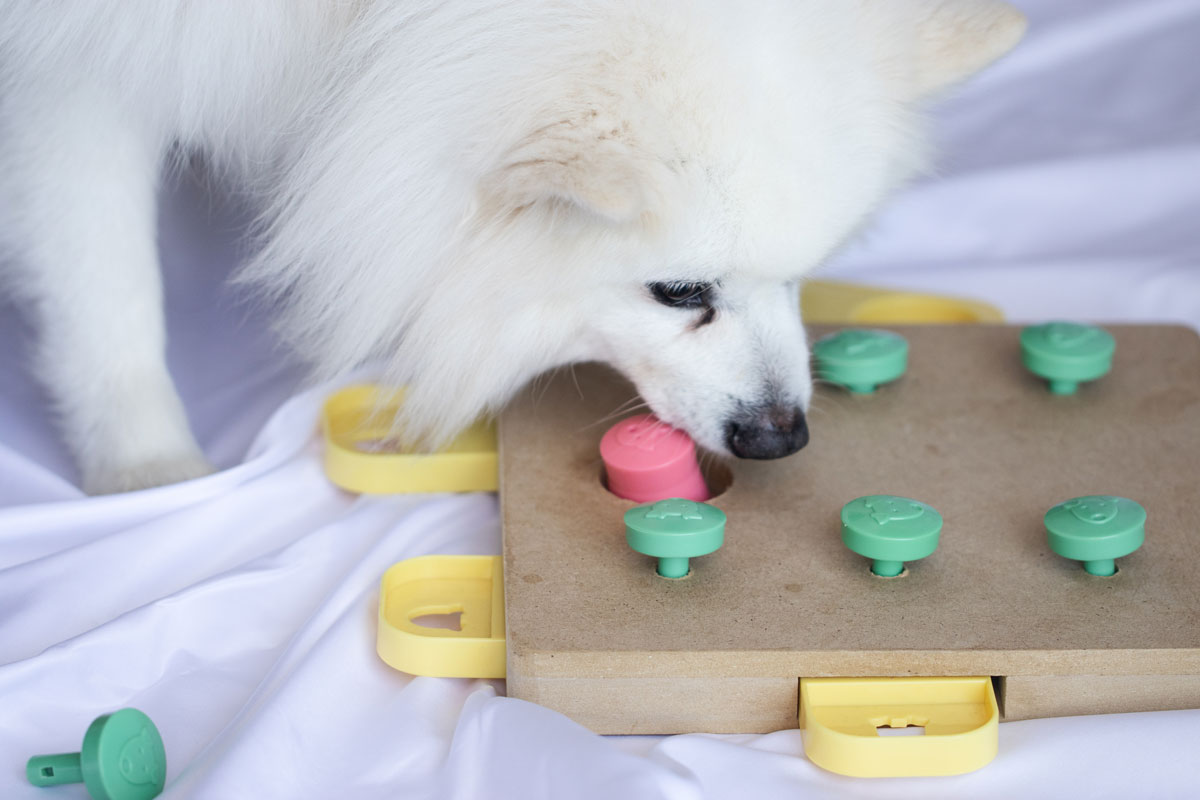 a fotón egy fehér, kistestű kutyust látunk, aki a kutyák számára való logikai játékkal foglalatoskodik