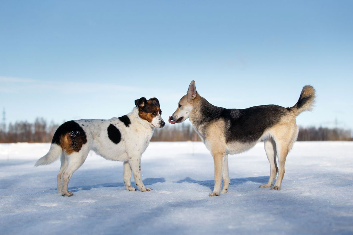 a fotón két kutya áll egymással szemben egy havas mezőn, egyikük a száját nyalja