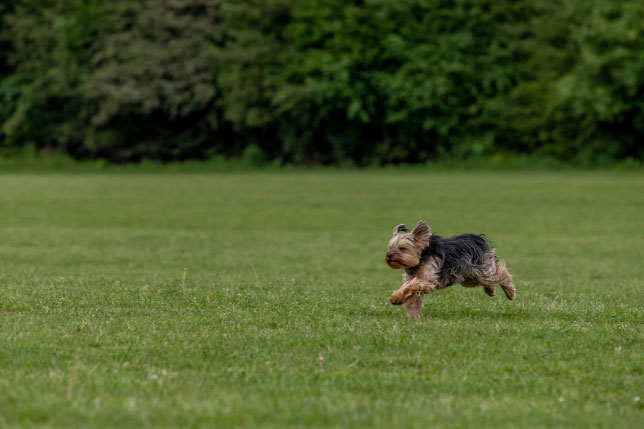 a fotón egy kistestű kutyát látunk, aki egy zöld füves mezőn szalad