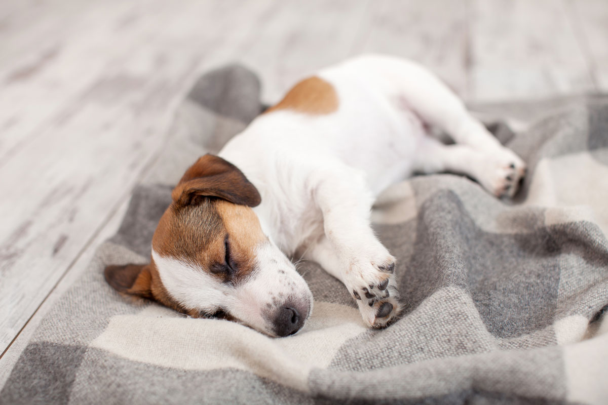 a fotón egy kis testű kutya látható, amint egy kockás pléden alszik