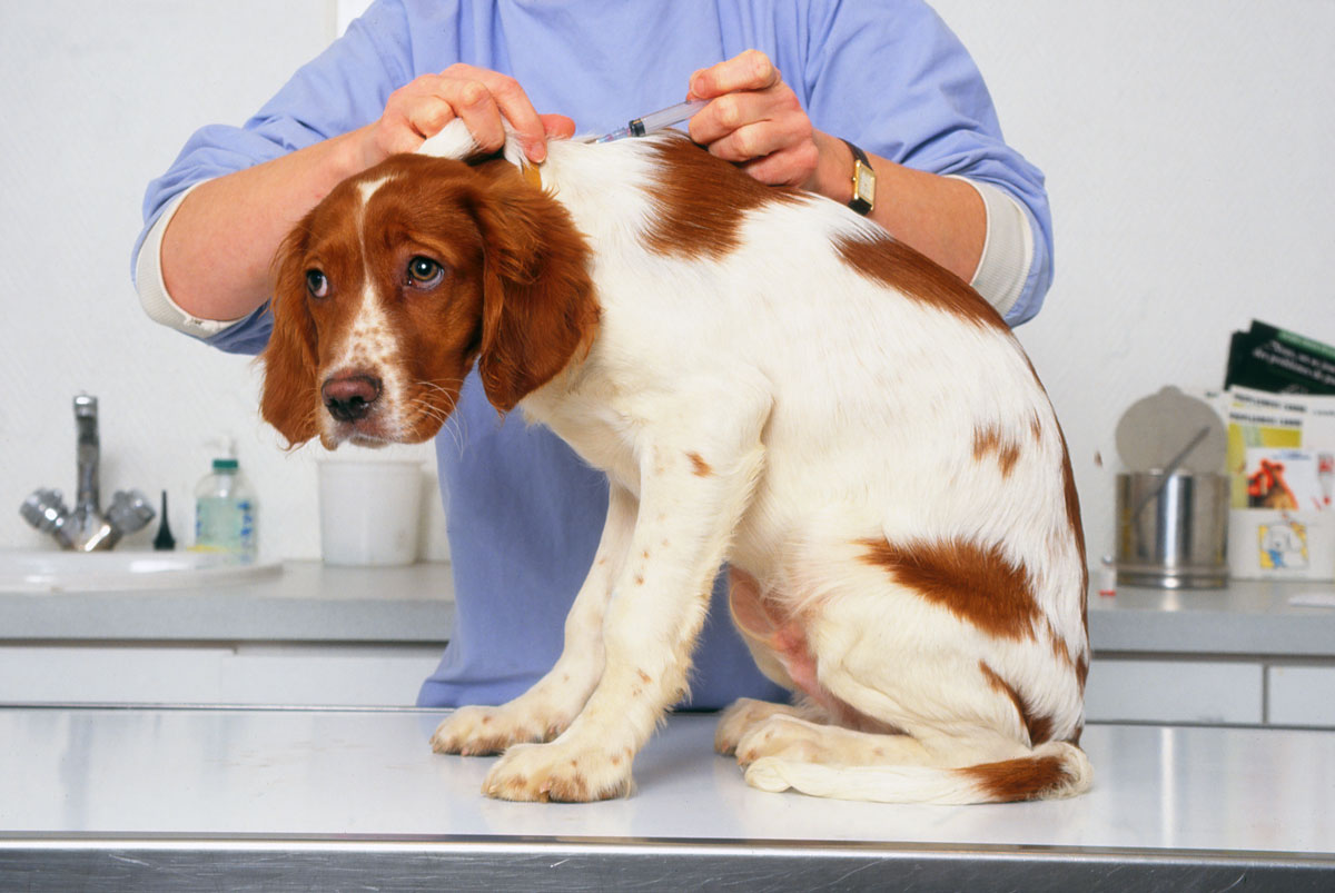 a fotón egy állatorvos éppen oltást ad be egy kutyának