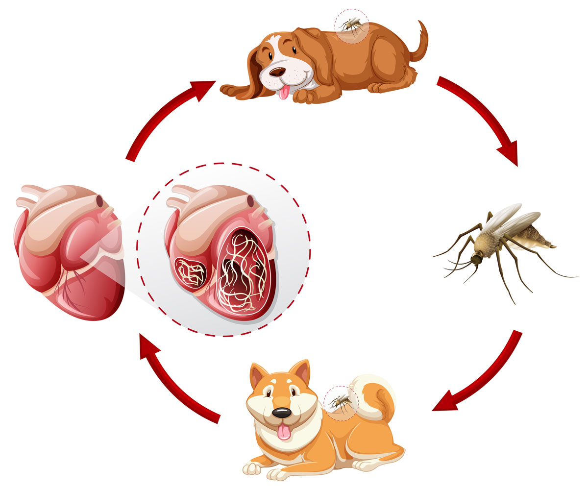 az illusztráció a szívféreggel való megfertőződés folyamatát mutatja be. A kórokozó lárvái szúnyogcsípés révén kerülnek a kutya szervezetébe, amelyek ott fejlődnek ki férgekké. A fertőzött kutyából vért szívó szúnyog a kórokozót átviszi egy másik egyedre
