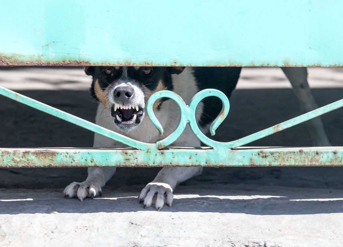 a fotón egy kerítés mögül ugató, vicsorító kutyát látunk