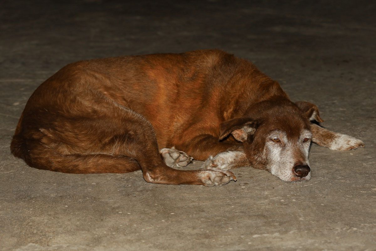 a fotón egy barna szőrű, idős kutyát látunk pihenni nyitott szemmel