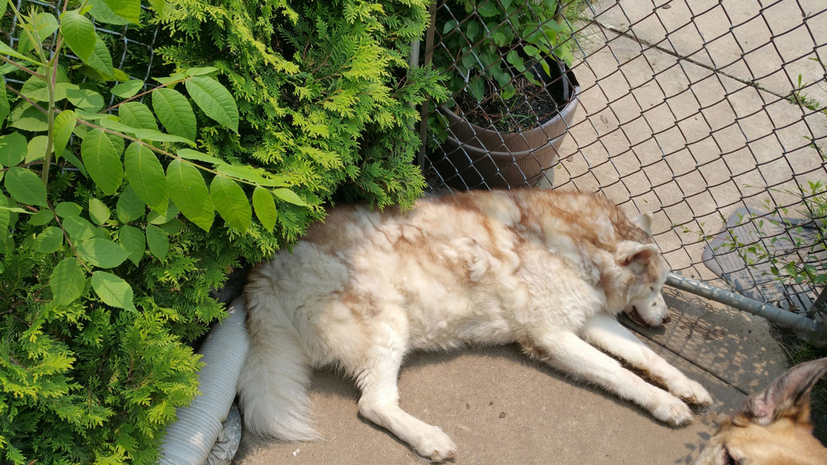 a fotón egy szundikáló kutyust látunk egy ház udvarán, a kövezeten, a kerítés tövében, mellette cserjék lombja látszik