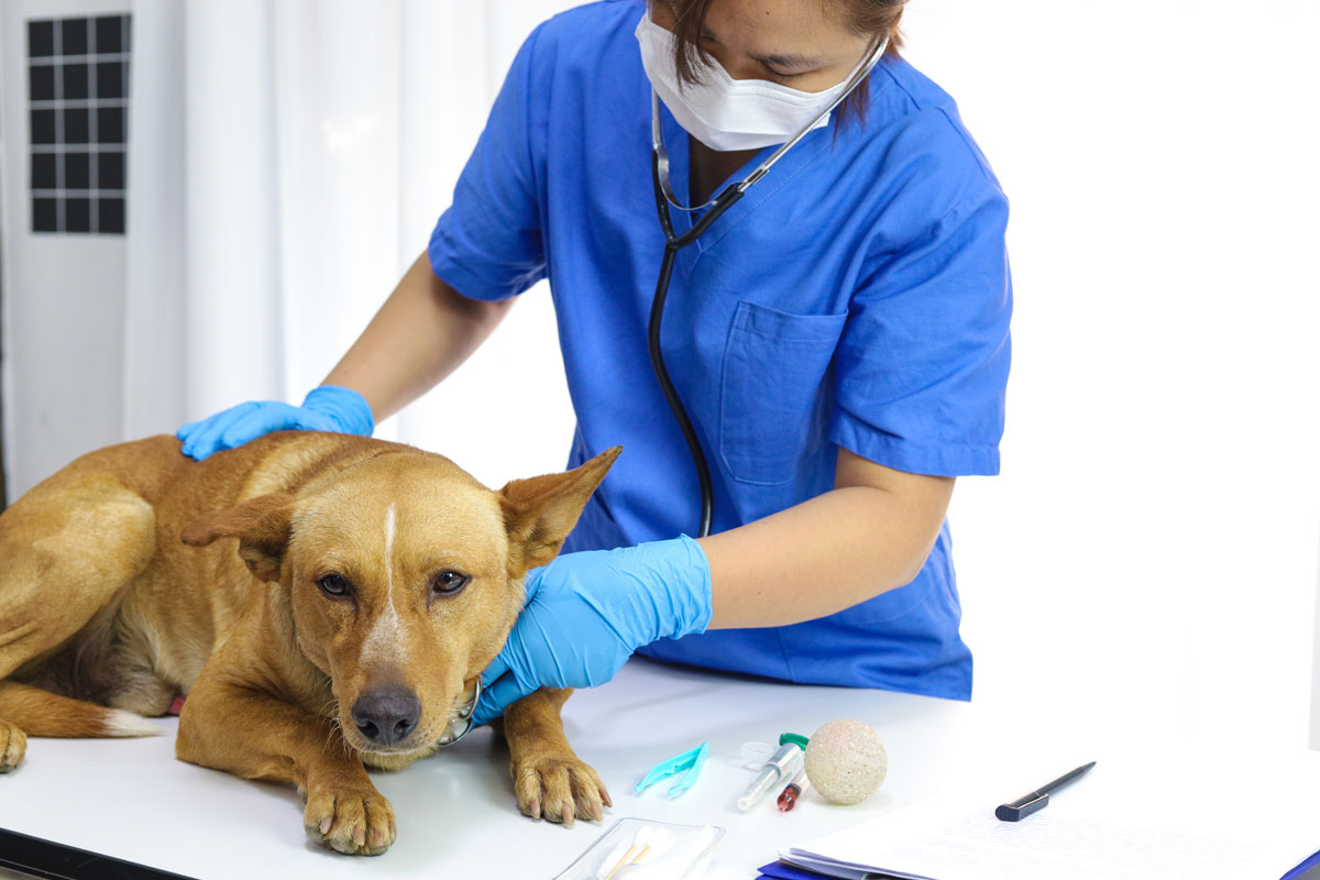 a fotón egy orvosi rendelőt láthatunk, egy ijedt kutyát vizsgál éppen az állatorvos
